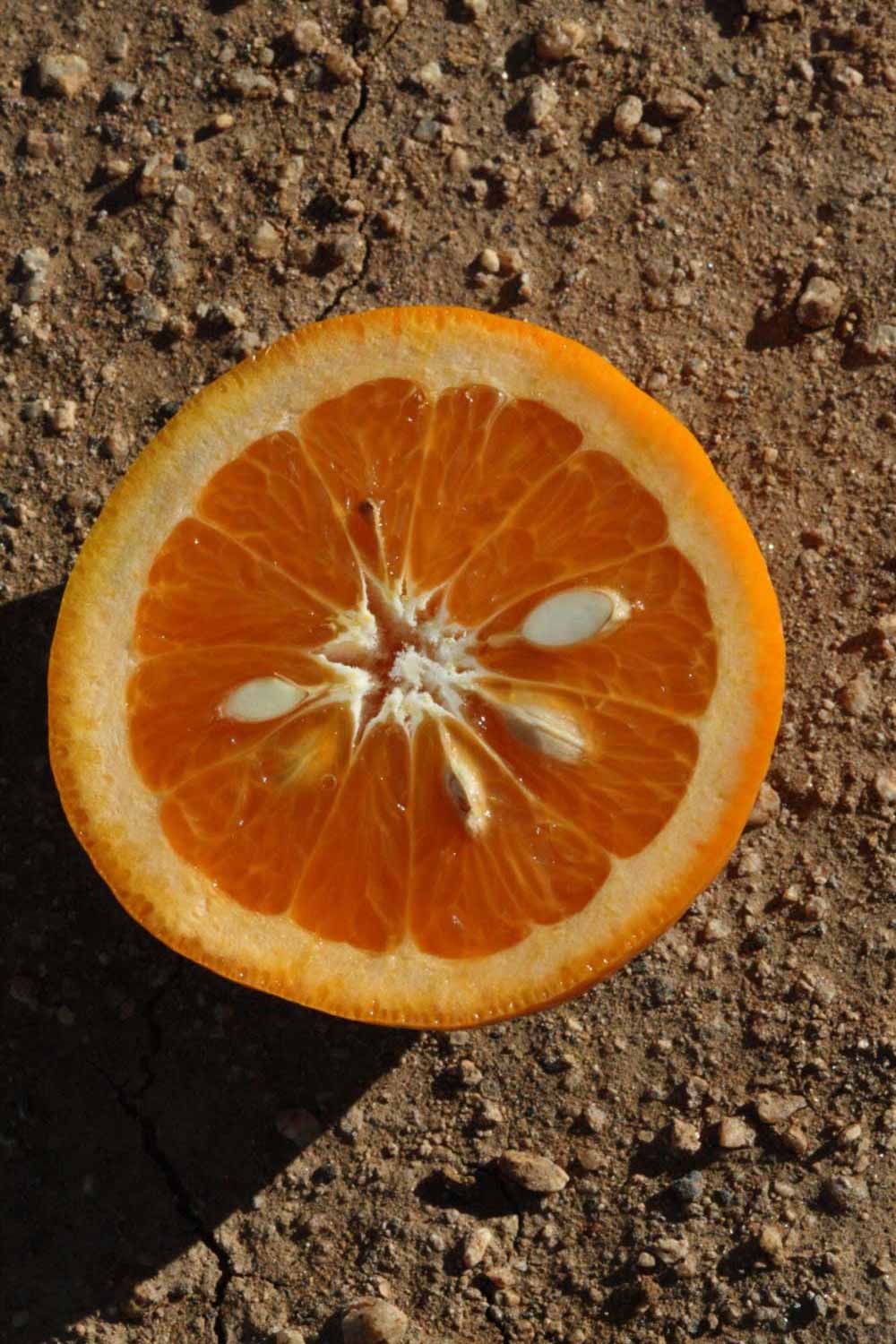              Fruit cross-section (Riverside, CA)       